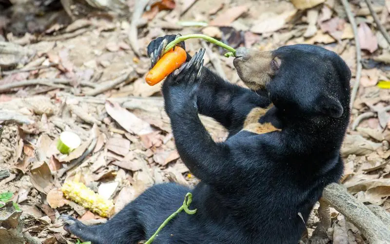 slbor_bear_conservation_800x500.jpg