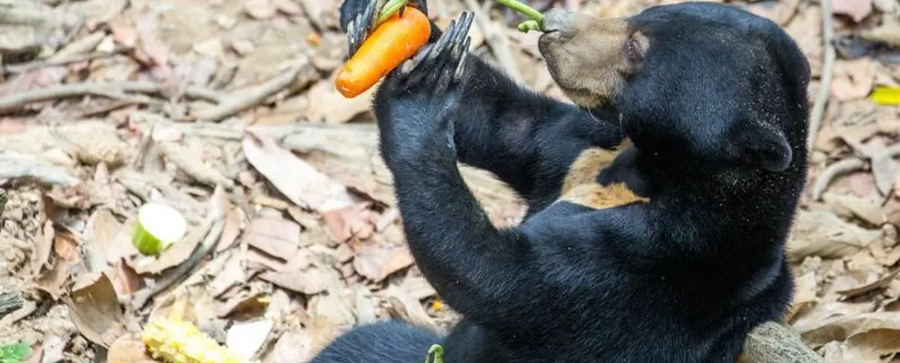 slbor_bear_conservation_800x500.jpg