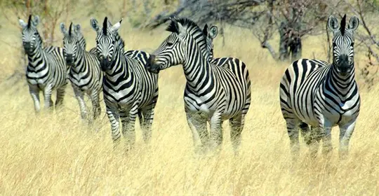 Namibia Tribes And Natural Wonders Slnam