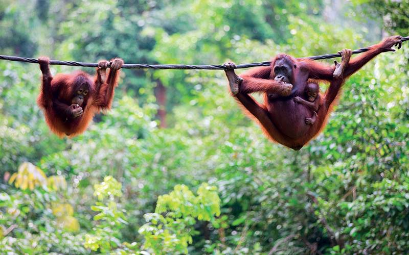 Wild Borneo Slbor
