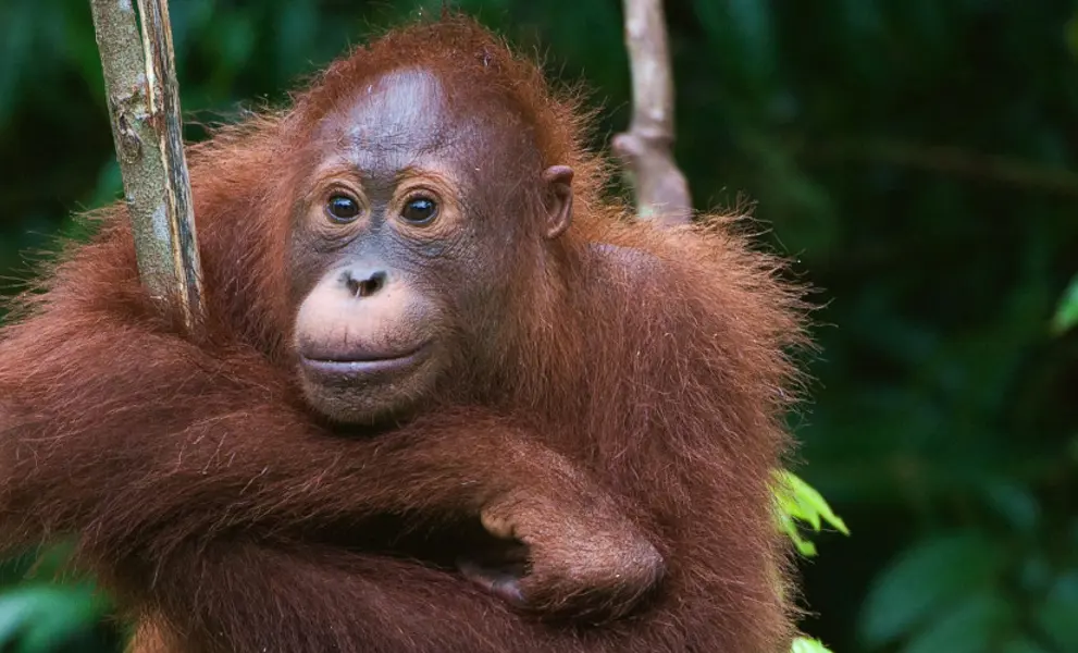Orangutans in the forest
