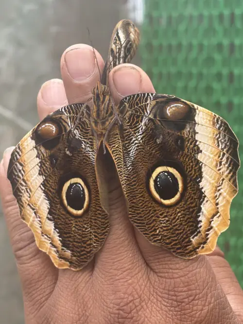 Blue Morpho underside.jpg