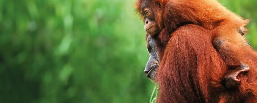 Adventures In Far East RF Borneo Orangutans Gettyimages 804142512 800X500