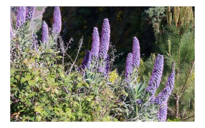spma_flowers_whiteborder_800x500.jpg