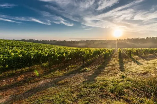Italian Vineyard Interesting Facts About Italy
