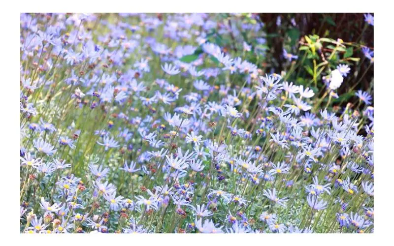 spma_daisies_whiteborder_800x500.jpg